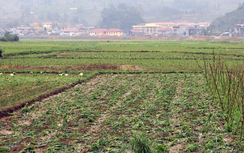 Hoa màu ở cánh đồng xã Gìn Chin, H.Mường Khương, Lào Cai bị mưa đá phá hỏng - Ảnh: Tùng Lâm